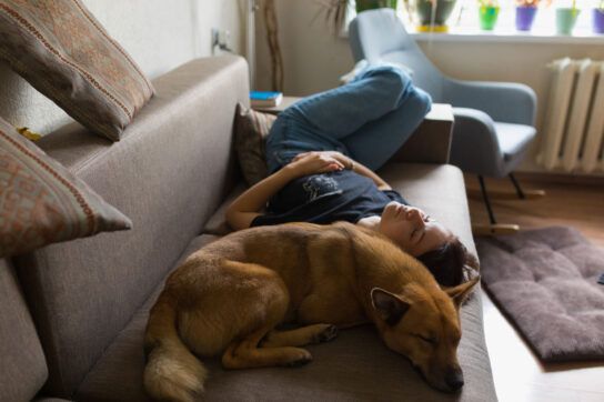 A person experiencing drowsiness from Benadryl and other medications sleeping on a couch next to a dog.