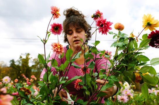 Person gardening and cutting flowers to depict the safest antihistamine options for long term use.