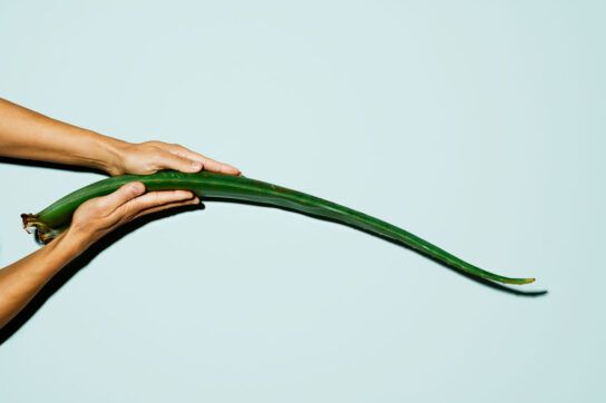Person holding a long aloe vera leaf.