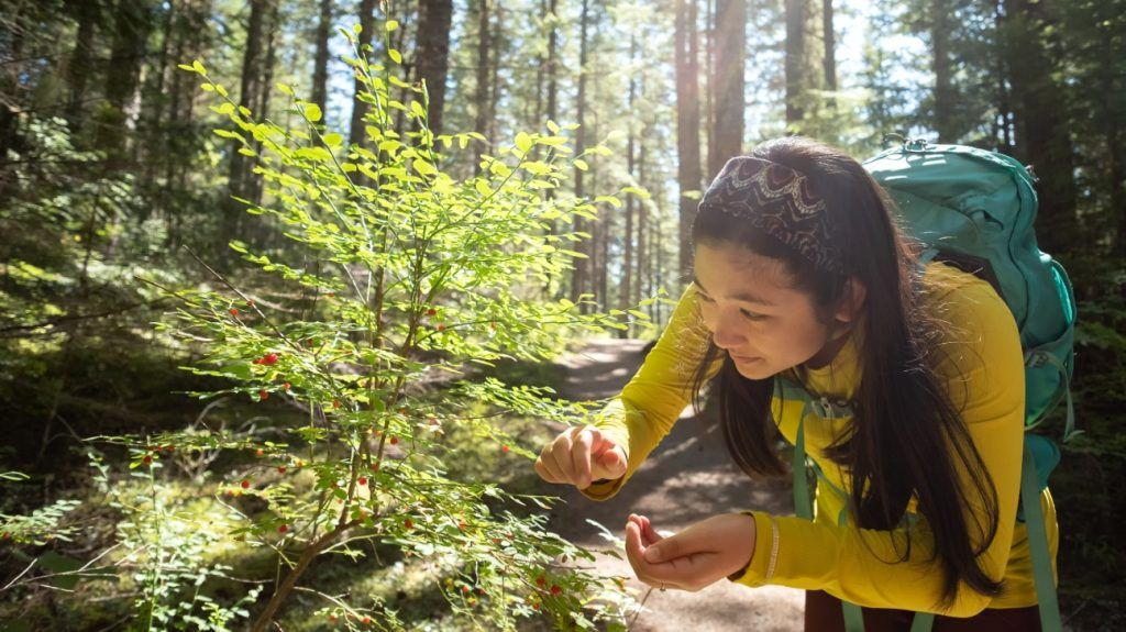 A woman hiking in a forest and picking berries.